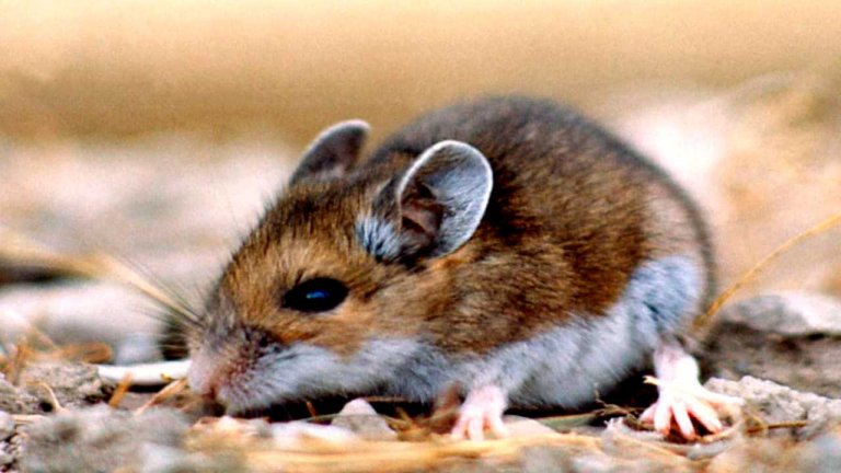 What is Hantavirus Facts you need to know about the new virus in China