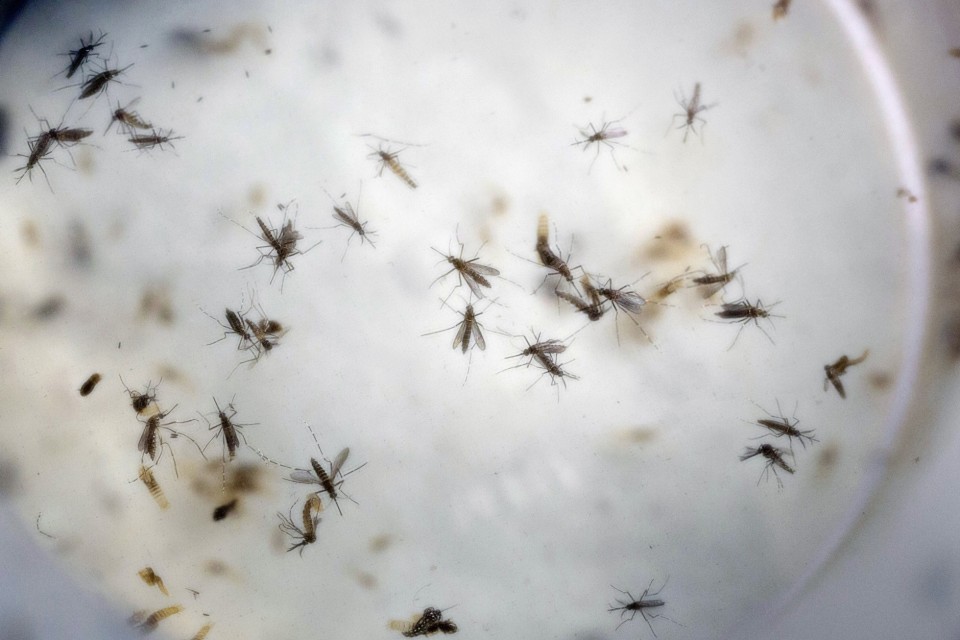 Release of mosquitoes to start in Cayman Islands