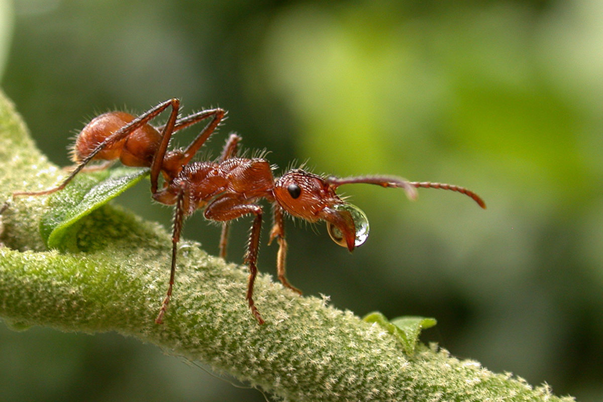 Meet These 10 Smartest Animals in the World