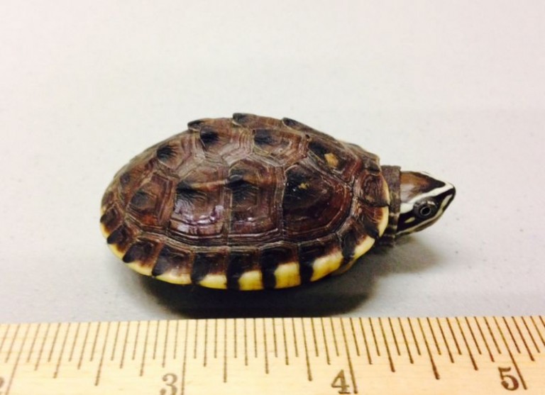 canadian turtle smuggler