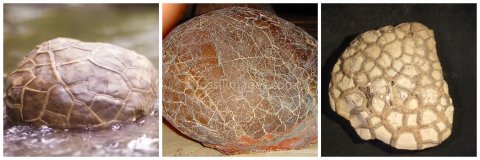 dinosaur eggs philippines