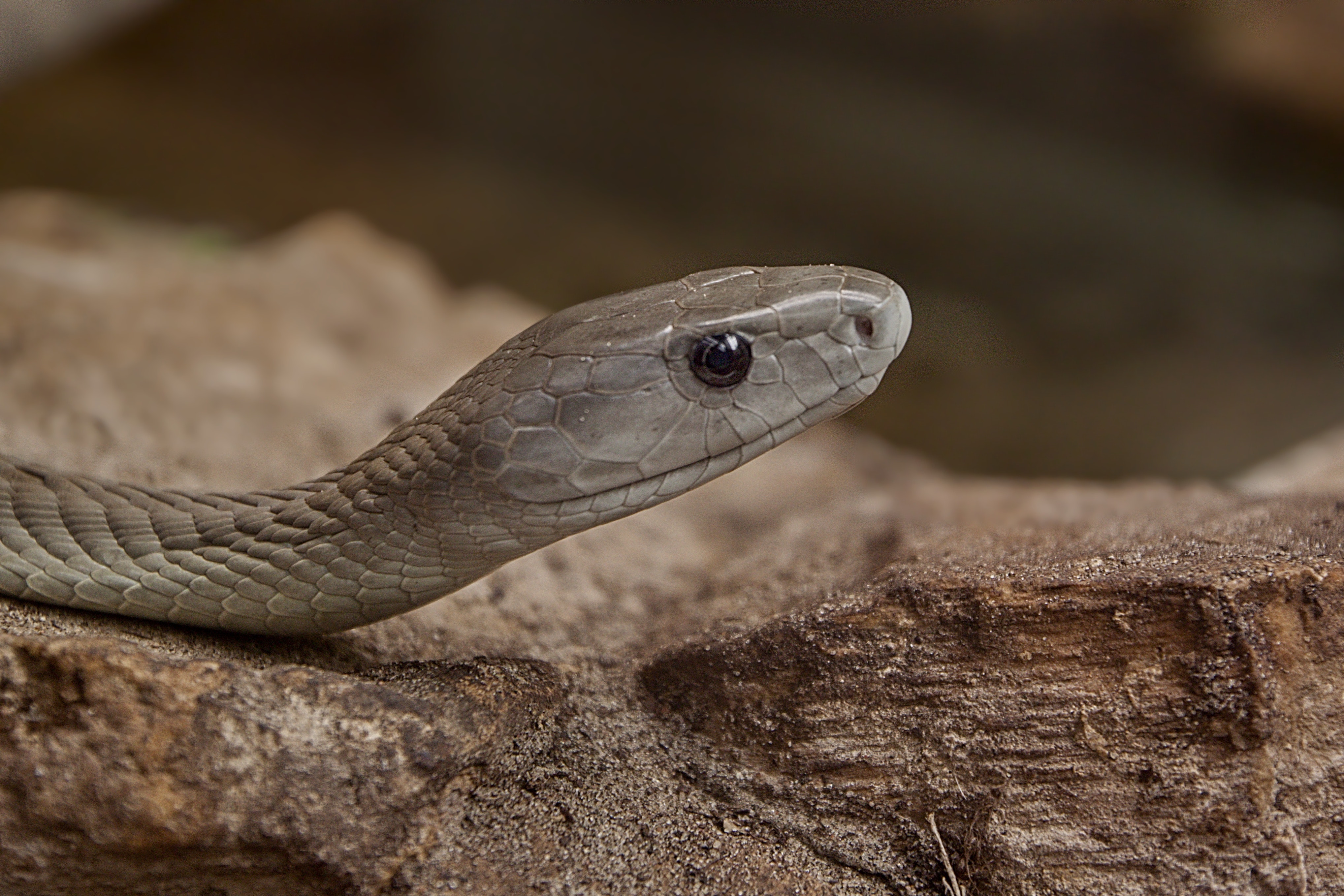 Why knowing what black mamba venom does to the human body is crucial
