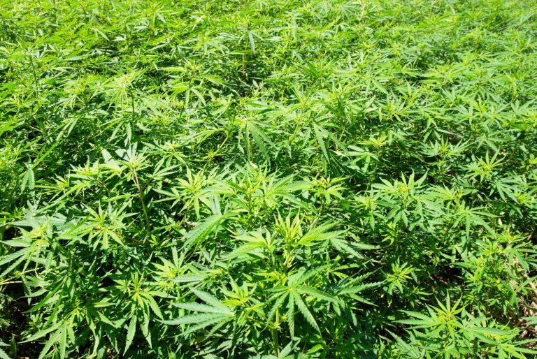 P1-M worth marijuana seized in Agusan del Sur