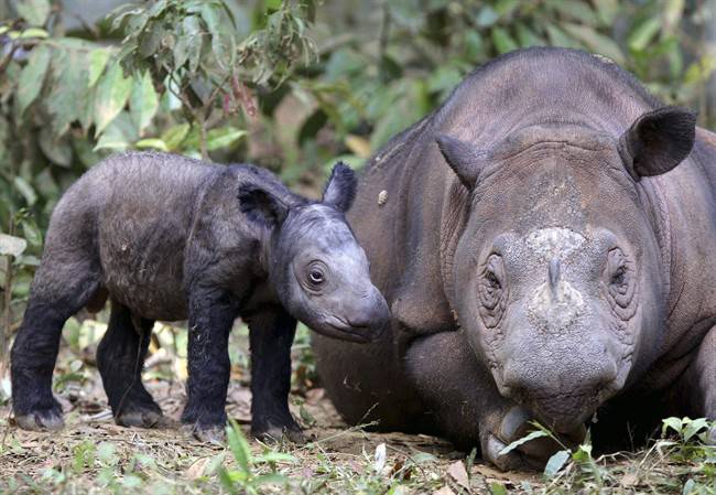 indonesia born Sumatran Rhino