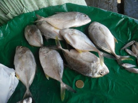 maliputo fish from taal lake