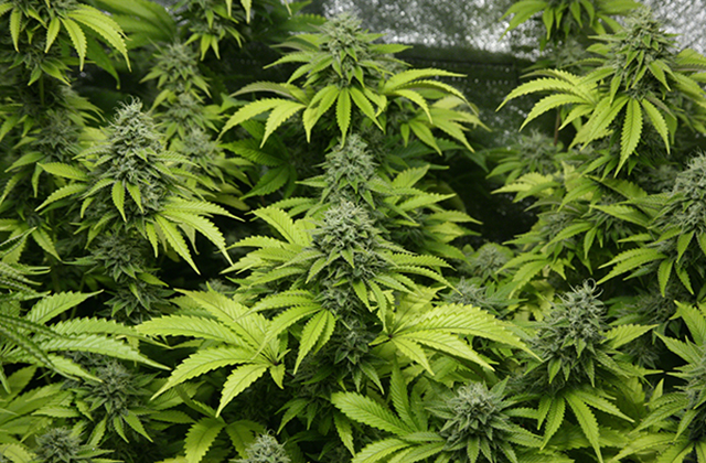 marijuana plants, Marijuana seizure Kalinga 