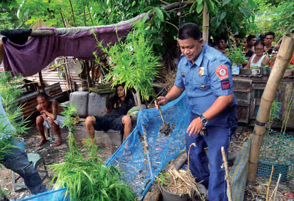 marijuana raid in cebu city