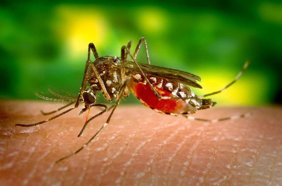 National dengue epidemic