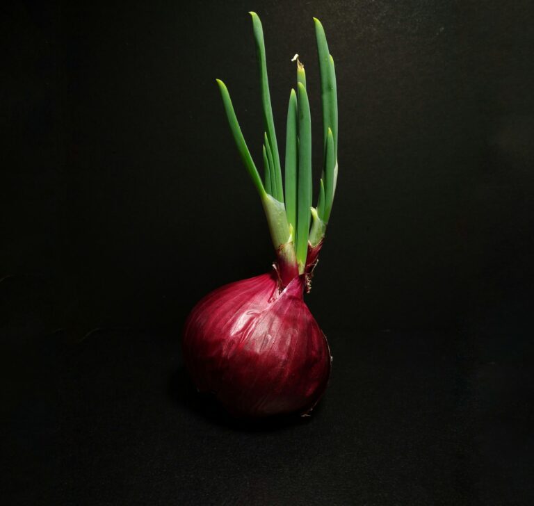 P50K worth of onions uprooted, stolen in Tarlac