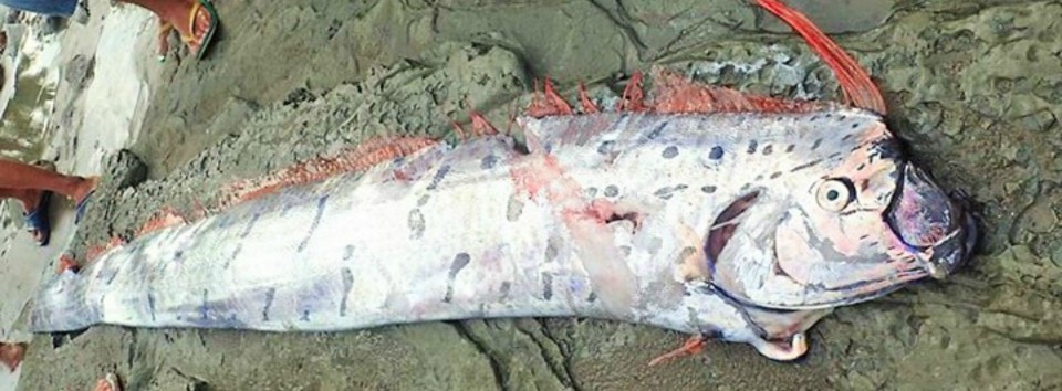 oarfish found in the philippines