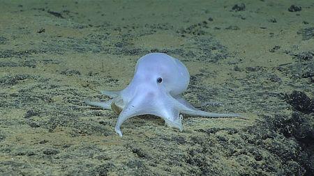 An incirrate octopod is shown at a depth of 4,290 meters taken by a remotely operated underwater vehicle Deep Discoverer near Necker Island, or Mokumanamana, on the northwestern end of the Hawaiian Archipelago in this image courtesy of NOAA Office of Ocean Exploration and Research, Hohonu Moana 2016, released on March 5, 2016. REUTERS/NOAA/Handout