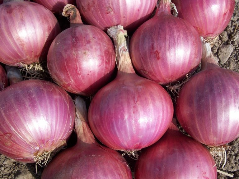 Price of red onion reaches P300 per kilo