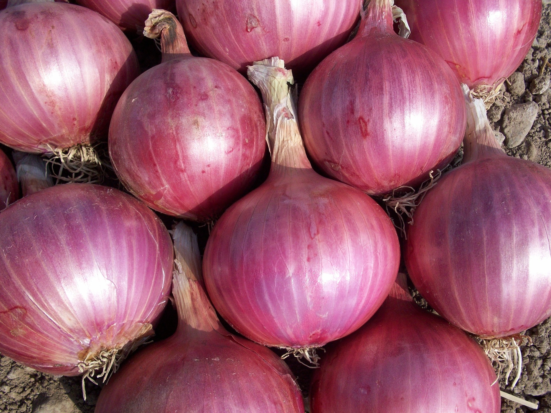 Price of red onion reaches P300 per kilo PLN Media