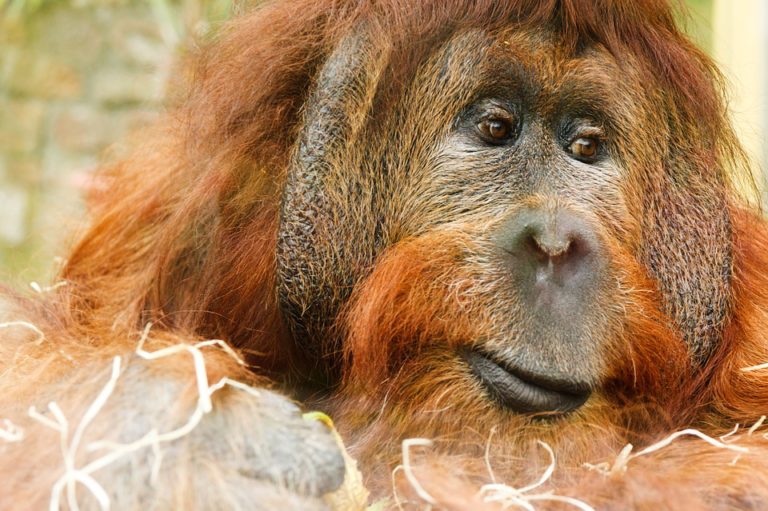 orangutan sabah