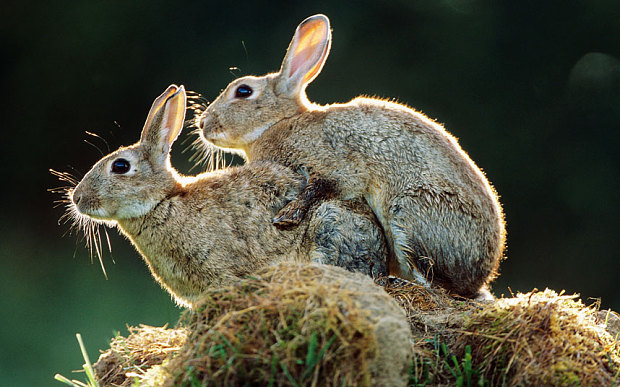 rabbits humping