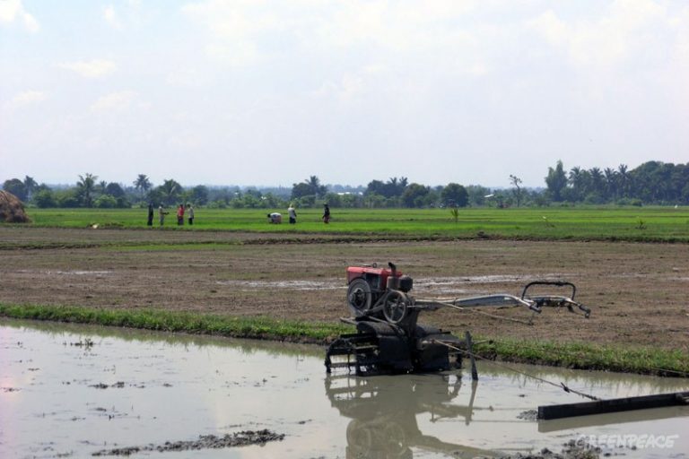 rice fields in angat bulacan 2