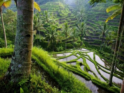 The 2000-year-old Ifugao rice terraces - a true staircase to heaven ...
