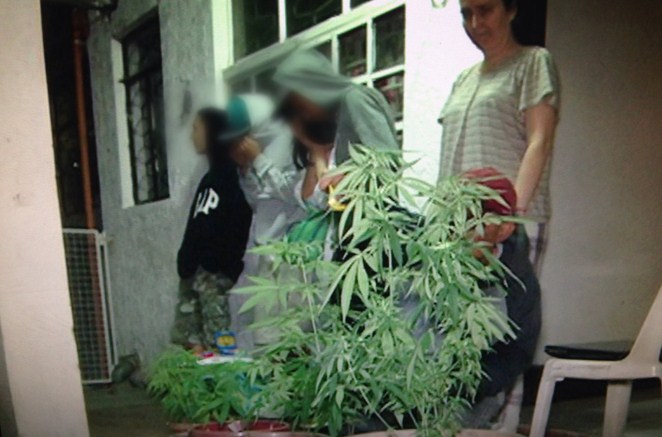 screen shot of marijuana plants baguio city