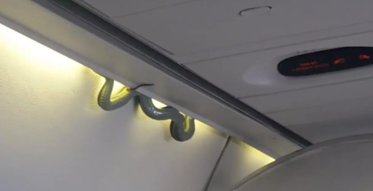 snake on a plane