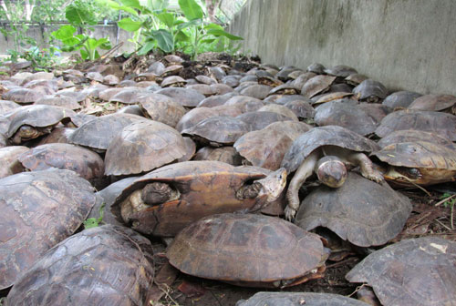 turtles in Palawan Rescued