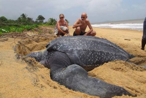 world's largest leatherback sea turtle