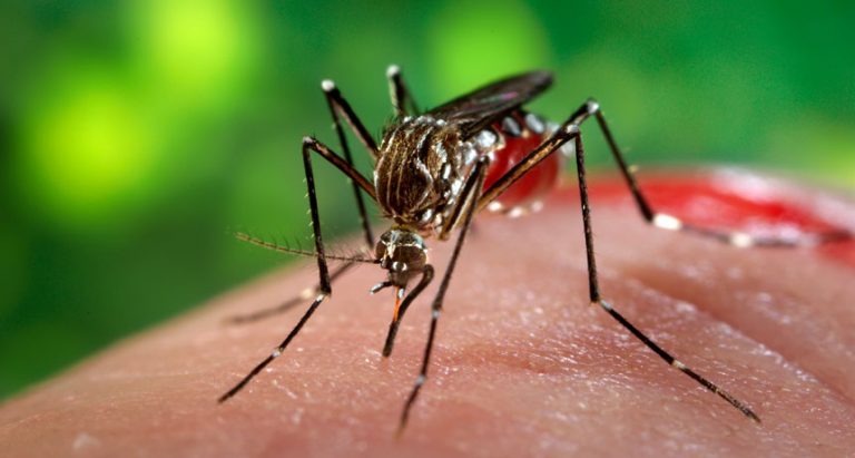 zika virus Asia Singpore Hong Kong Philippines